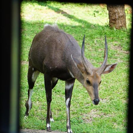 말로스 파크 Giraffe Plains 빌라 외부 사진