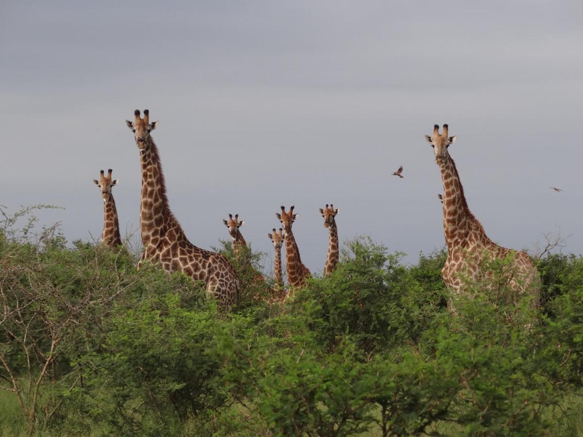 말로스 파크 Giraffe Plains 빌라 외부 사진